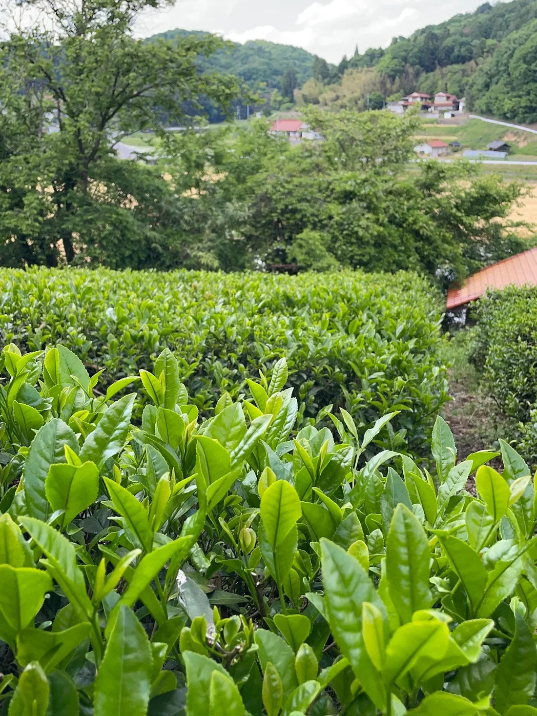 Discover Japanese Tea Culture & Tea from TEA FACTORY GEN