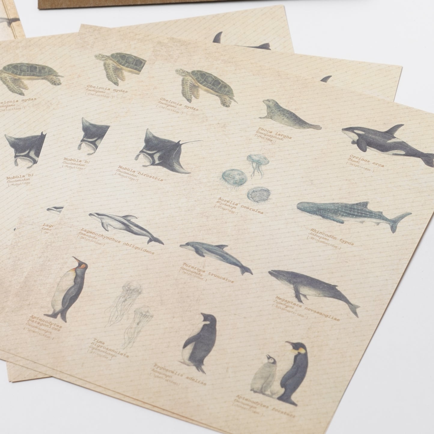 Encyclopedia-Style Letter Set – Ocean Animals