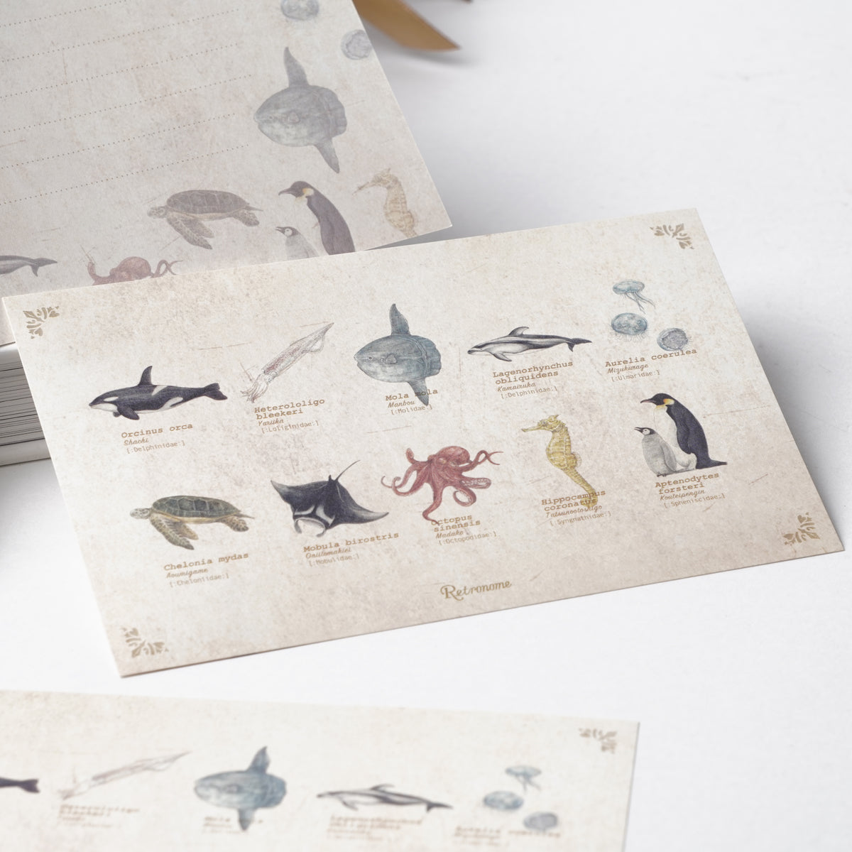 Illustrated Book-Style Letter Set – Sea Life