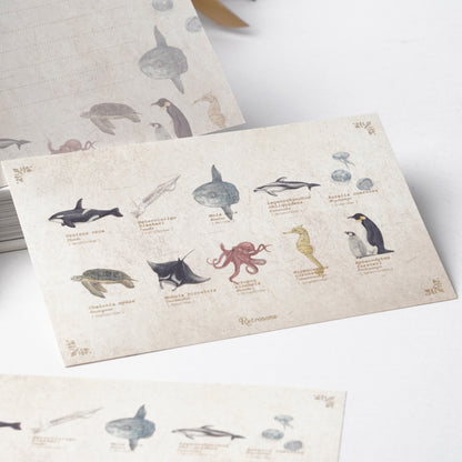 Illustrated Book-Style Letter Set – Sea Life